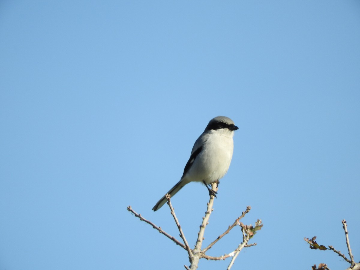 Loggerhead Shrike - ML133093111