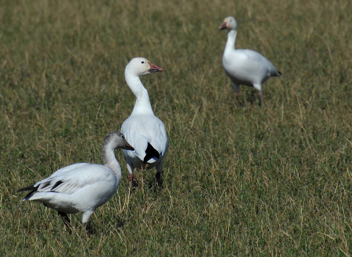 Snow Goose - David M. Bell