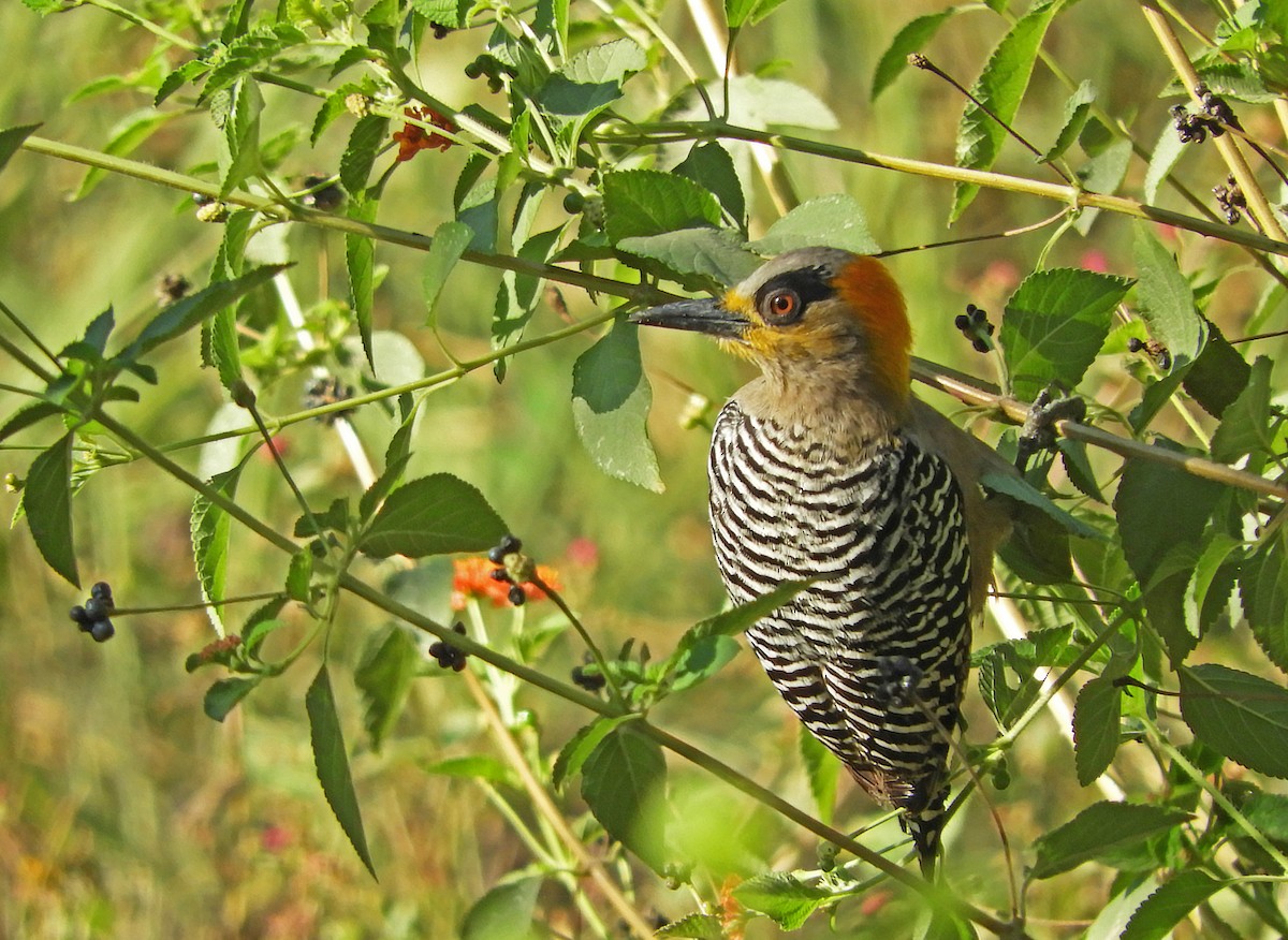 Golden-cheeked Woodpecker - ML133095591