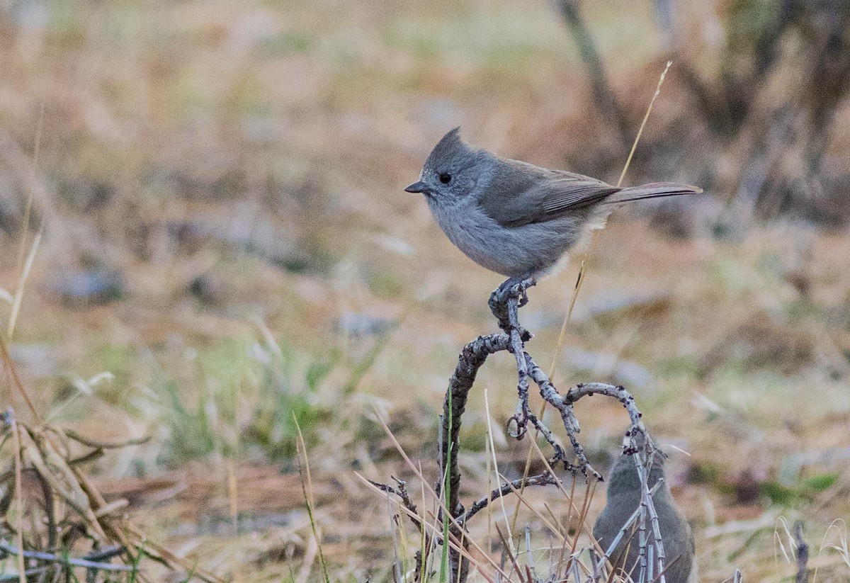 Mésange unicolore - ML133099131