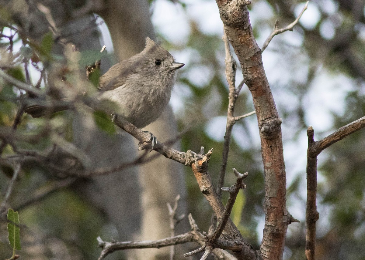 Mésange unicolore - ML133099161