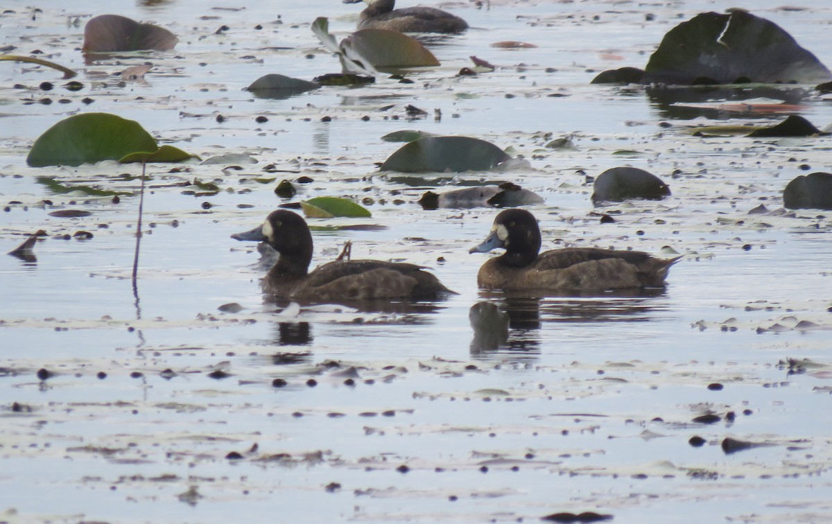 Greater Scaup - ML133099251