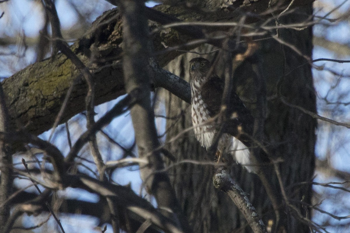 Red-tailed Hawk - ML133099271