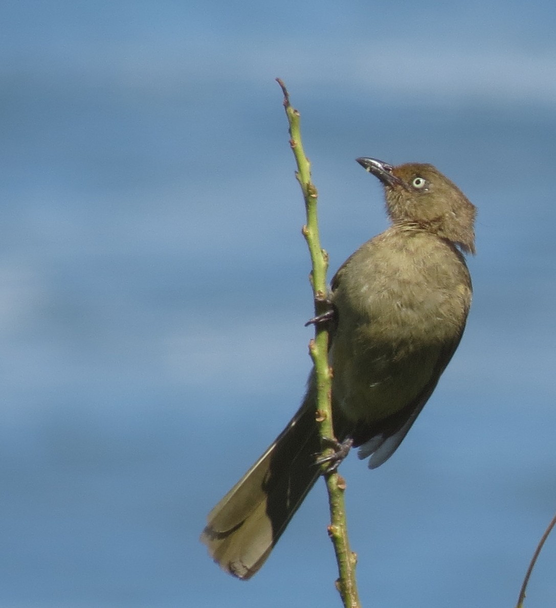 Sombre Greenbul - Peter Blancher