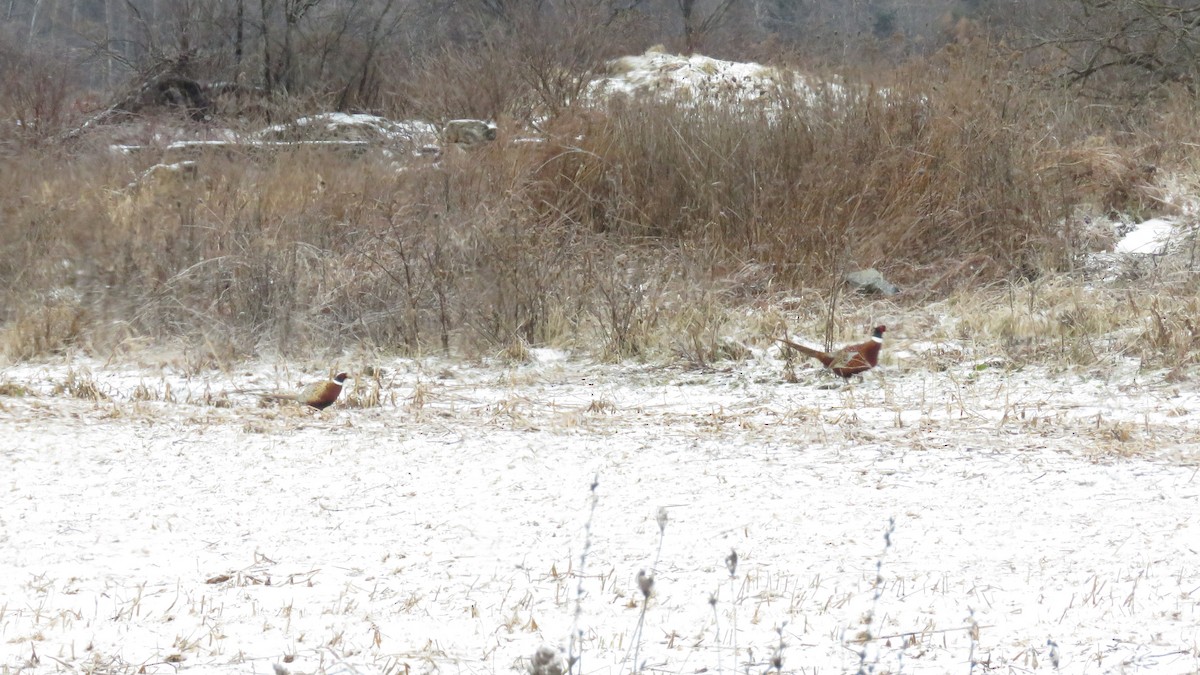 Ring-necked Pheasant - ML133100631