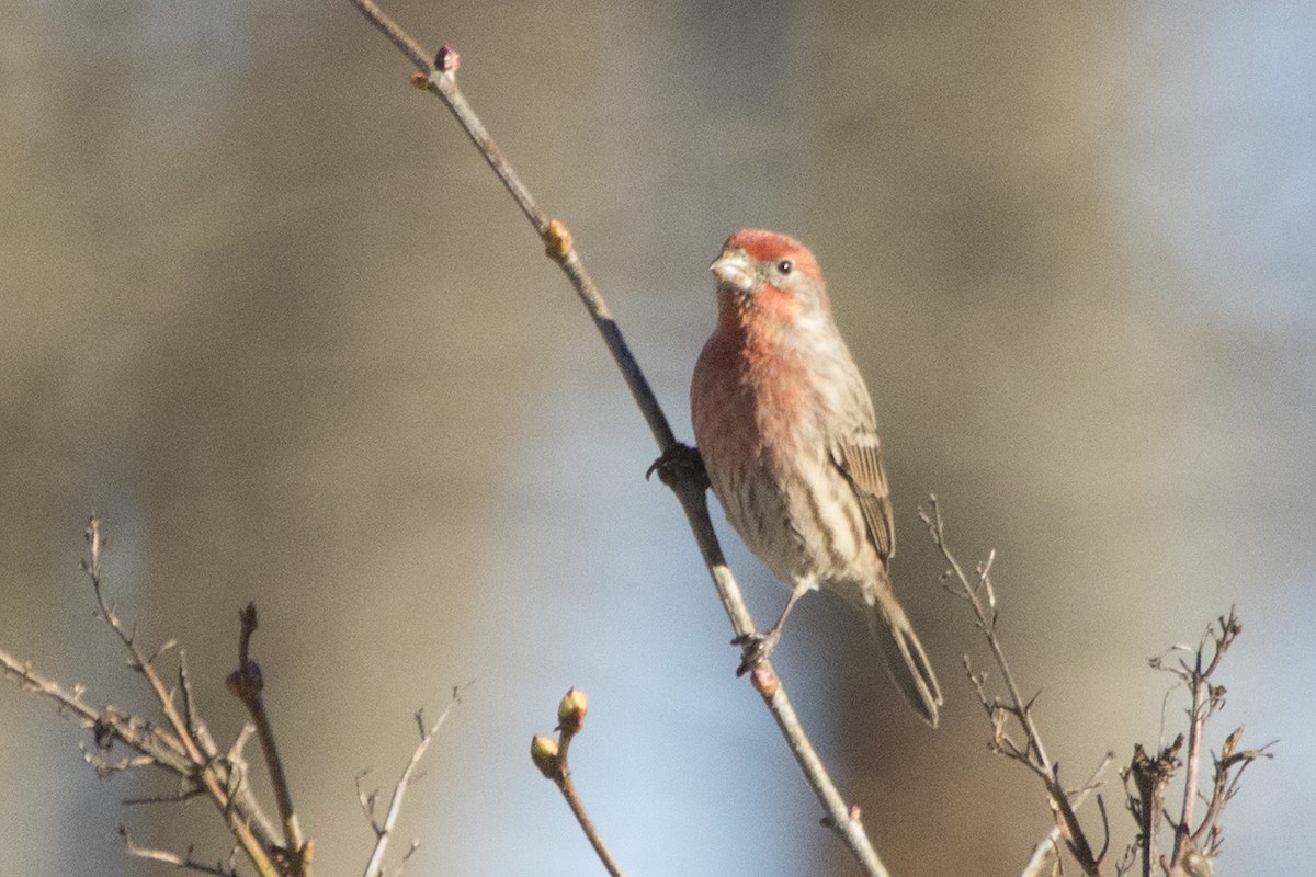 House Finch - ML133102231