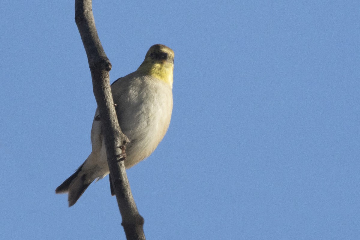 American Goldfinch - ML133102311