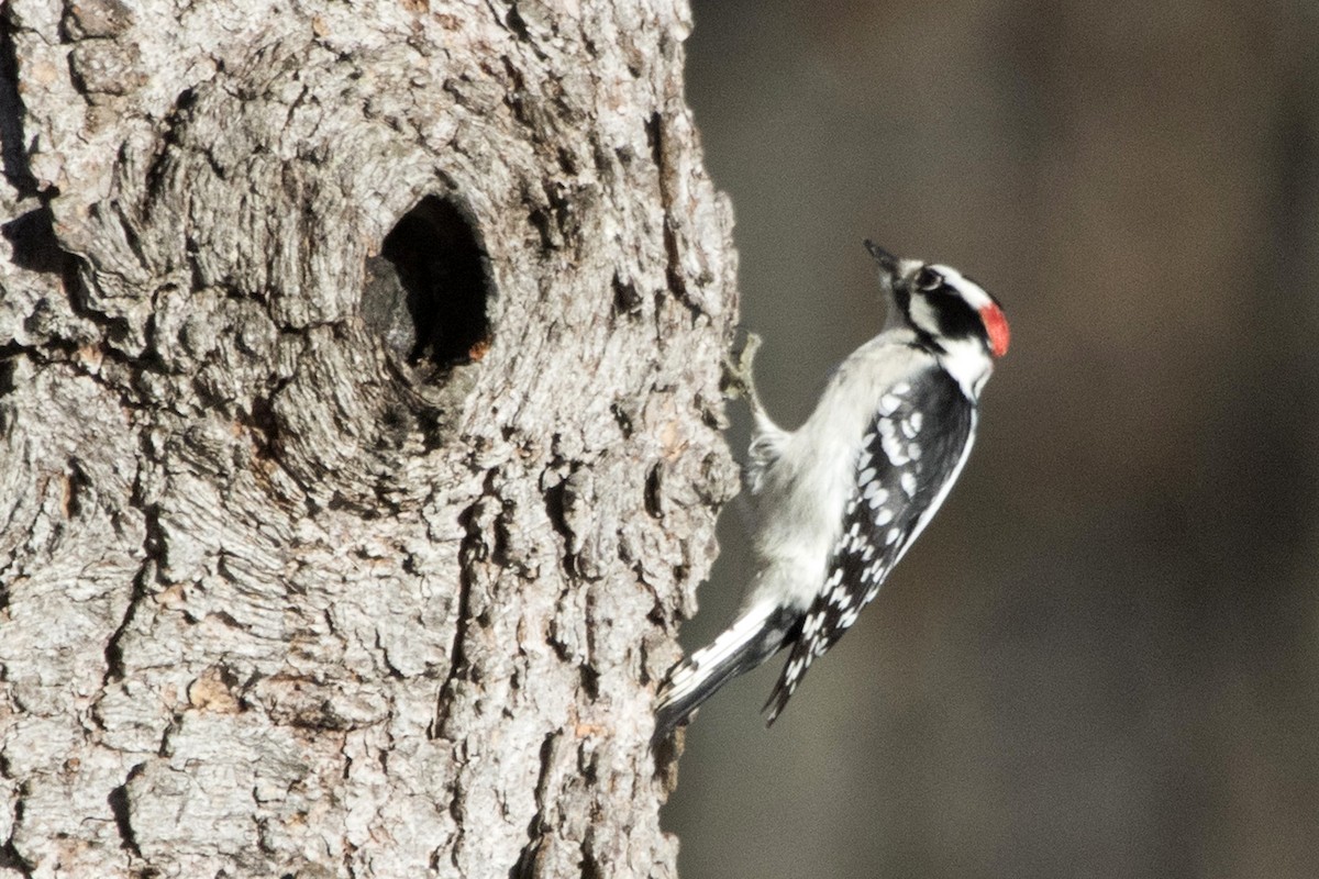 Downy Woodpecker - ML133102601