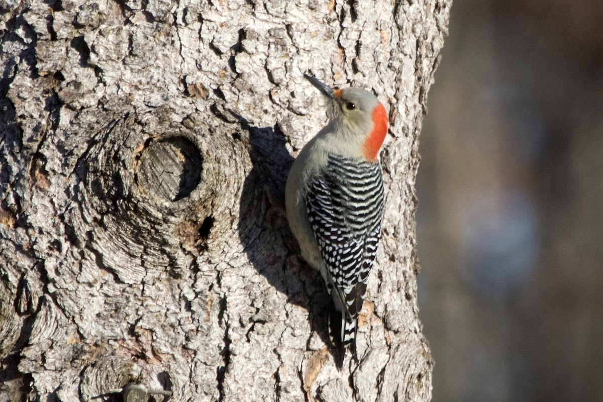Red-bellied Woodpecker - ML133102681