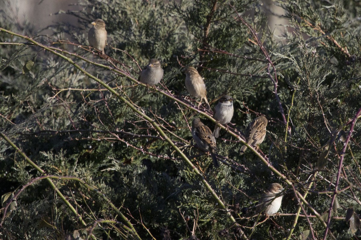 House Sparrow - ML133103141