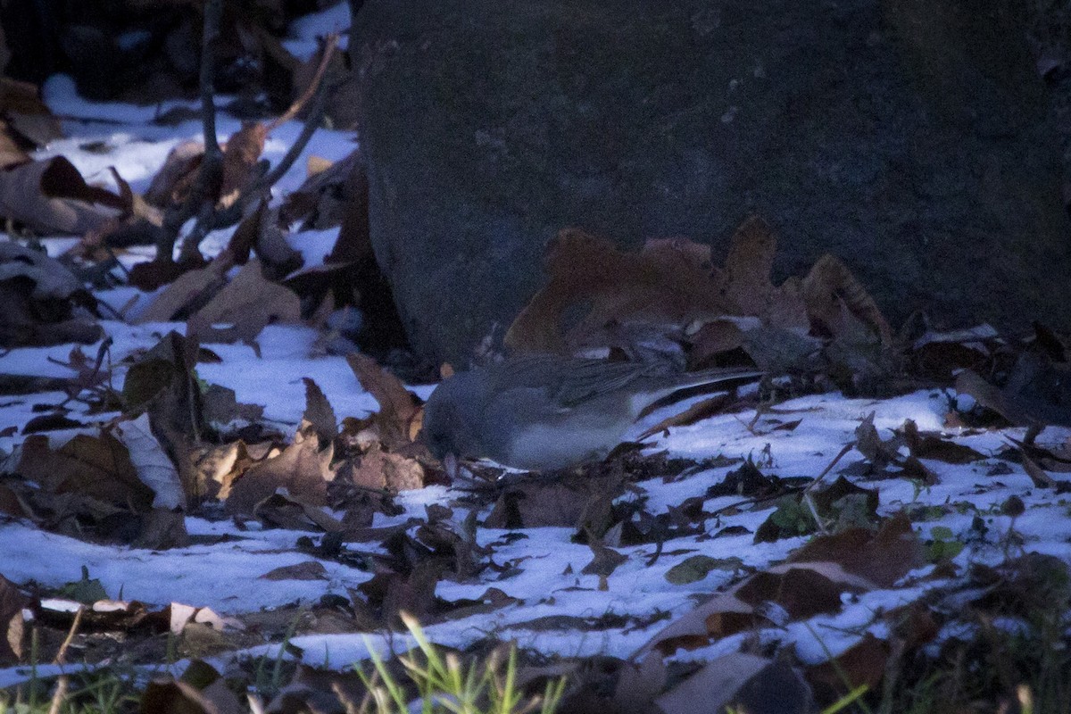 Junco Ojioscuro (hyemalis/carolinensis) - ML133103611