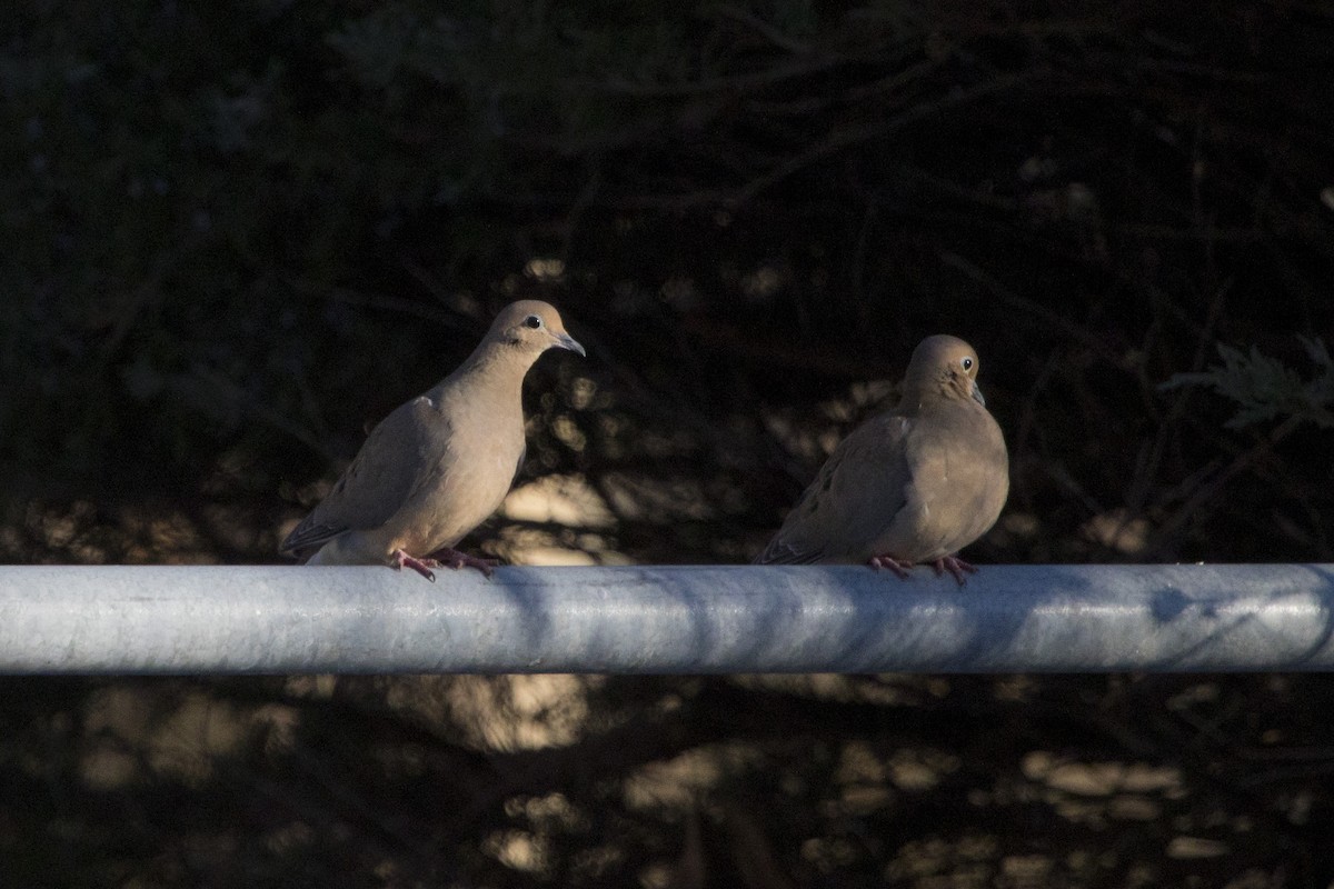 Mourning Dove - ML133103781