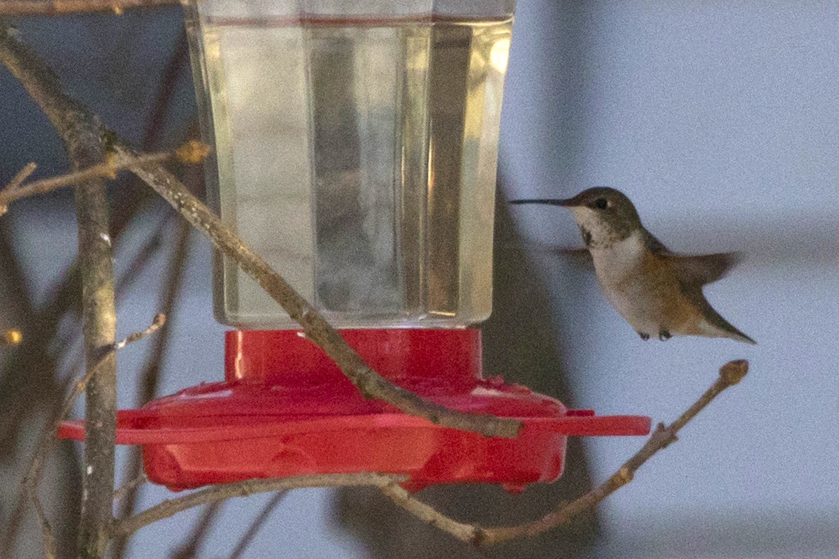 Rufous Hummingbird - ML133103861