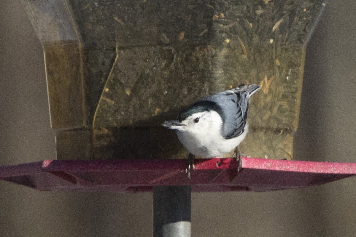 White-breasted Nuthatch - ML133104201