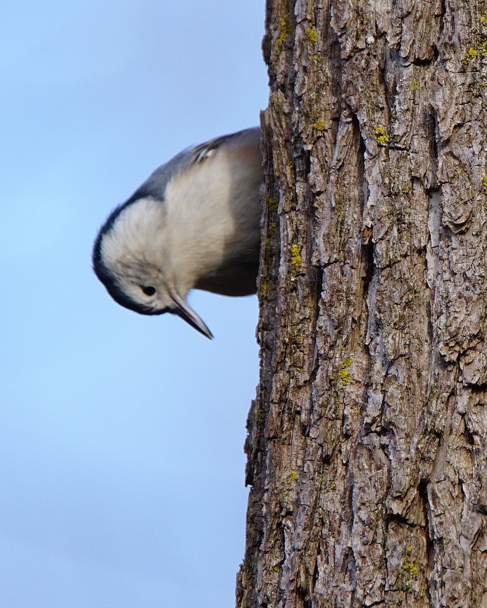 White-breasted Nuthatch (Eastern) - Dennis Mersky