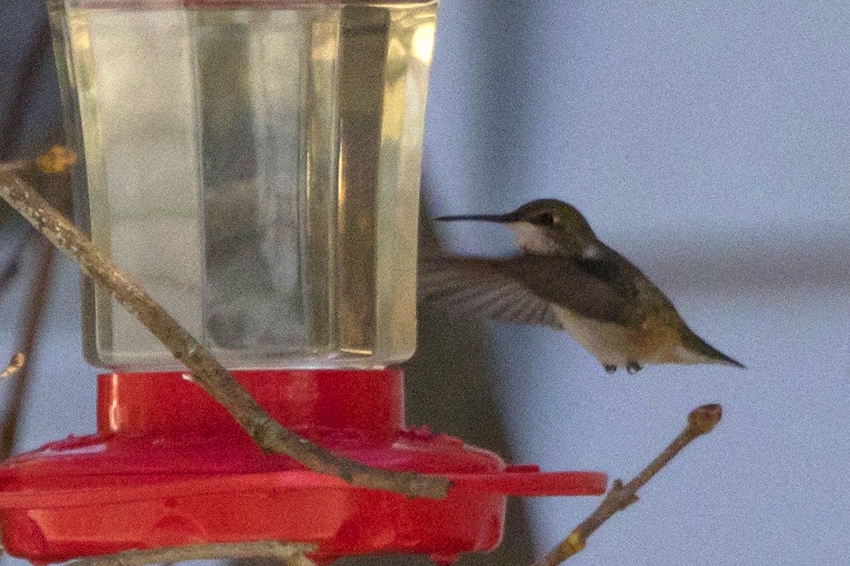 Rufous Hummingbird - ML133104931