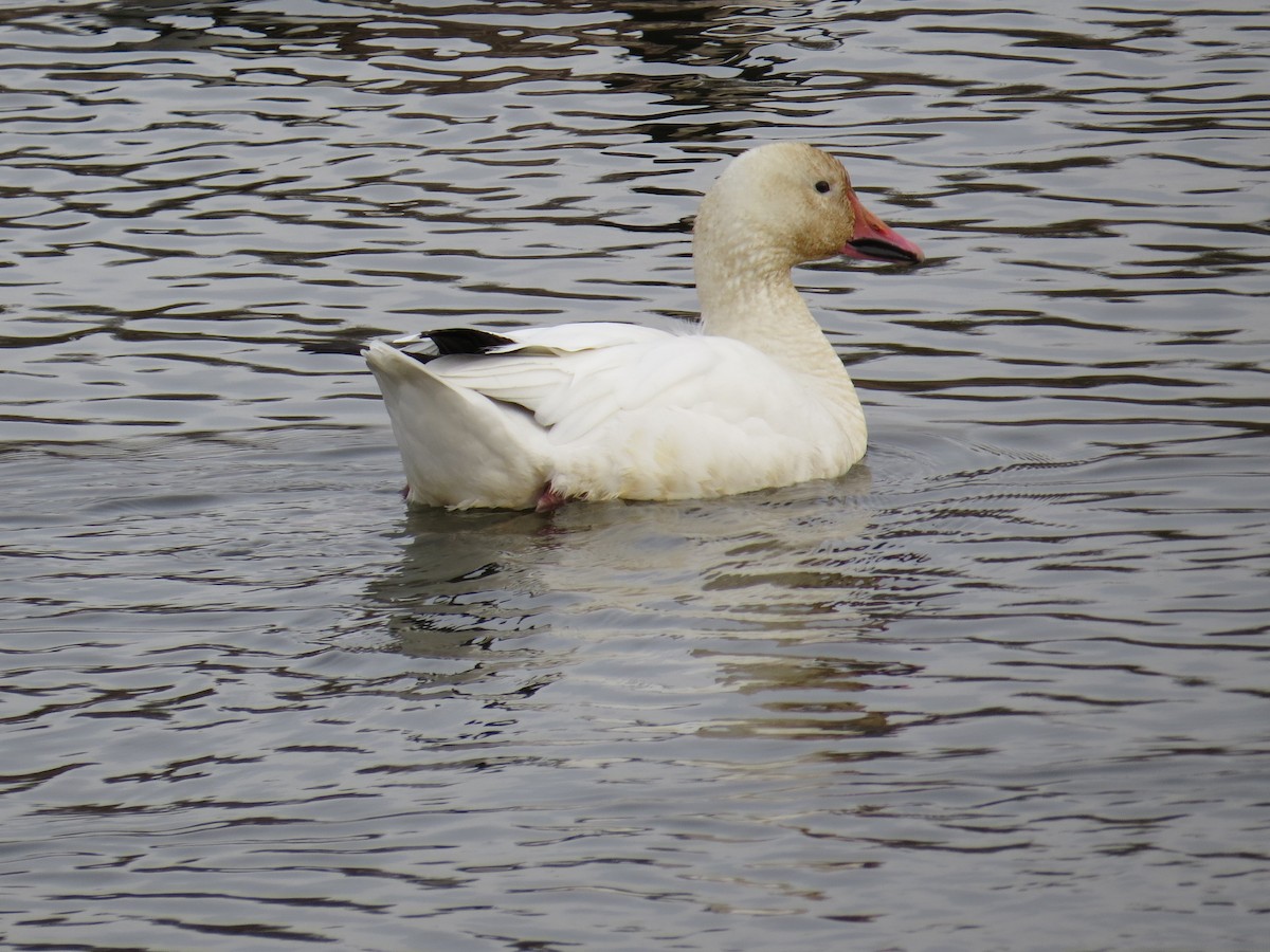 Snow Goose - ML133105441