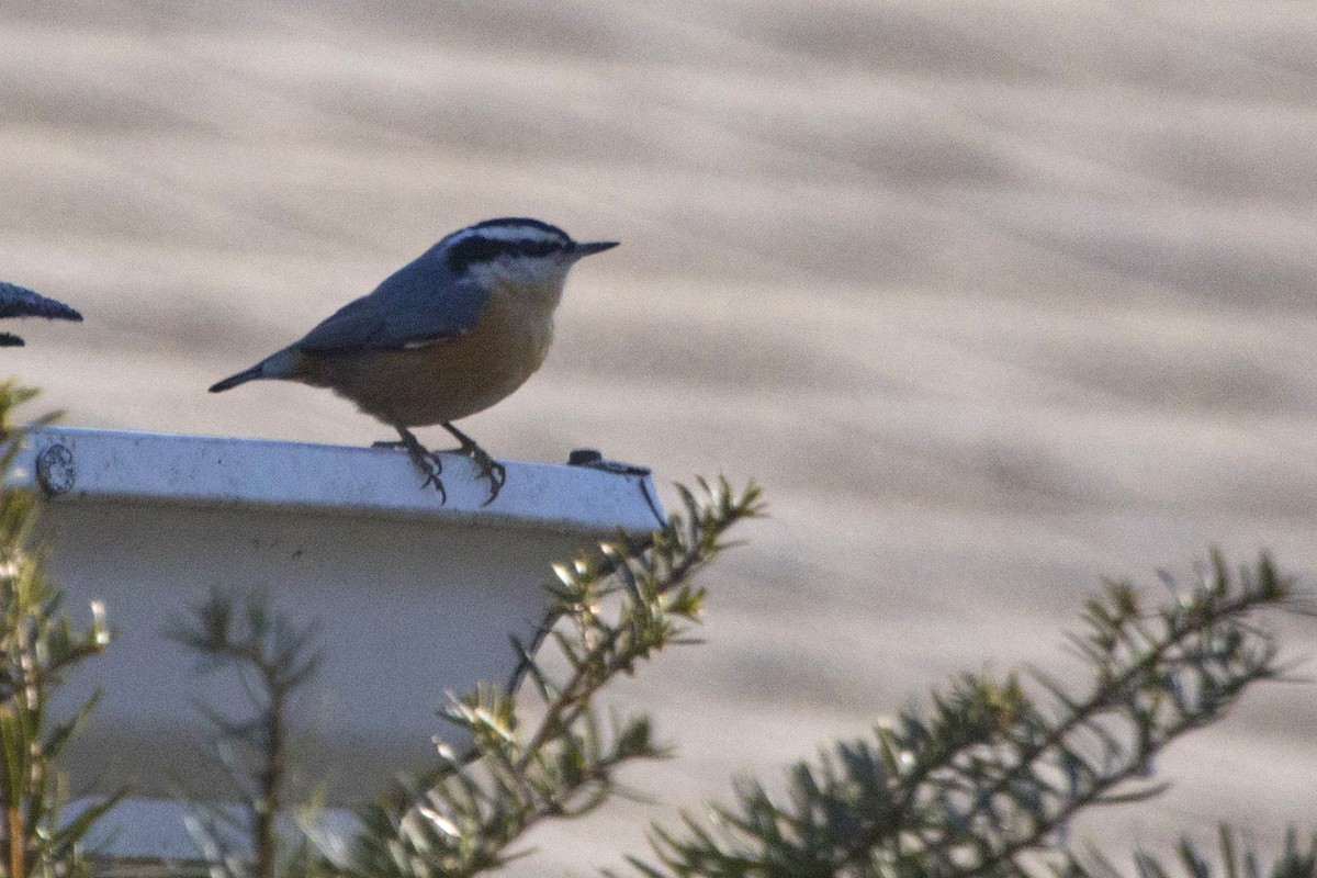 Red-breasted Nuthatch - Michael Bowen