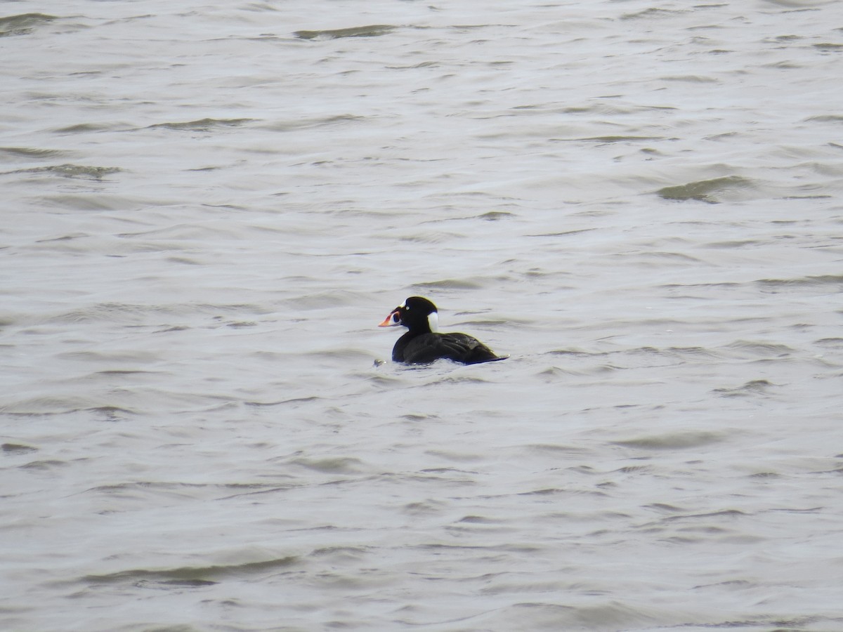 Surf Scoter - ML133106171