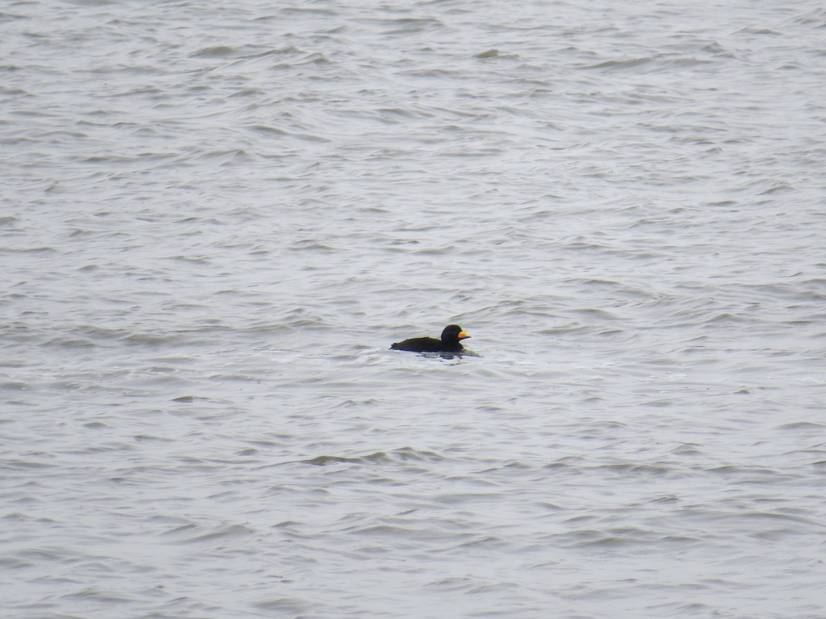 Black Scoter - ML133106271