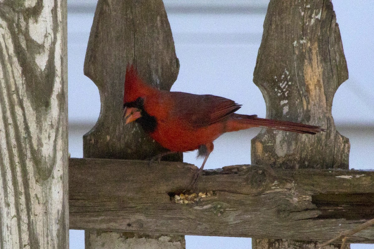 Cardenal Norteño - ML133106481