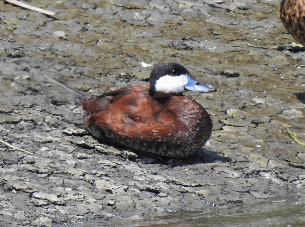 Ruddy Duck - ML133109531