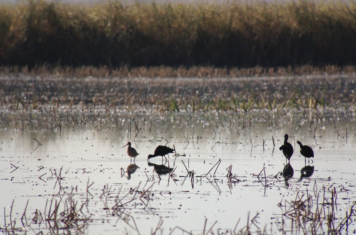 Marbled Godwit - ML133109881