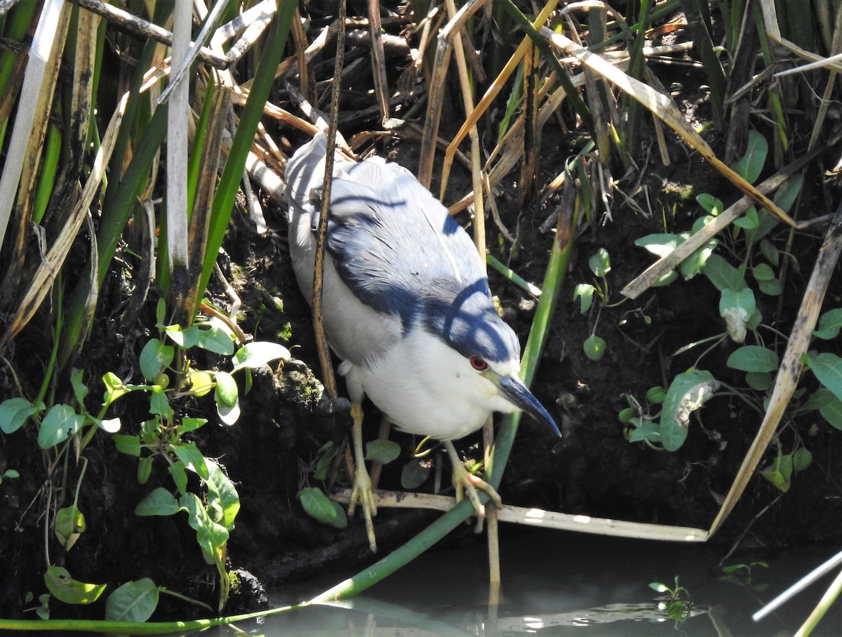 Black-crowned Night Heron - Bill Pelletier