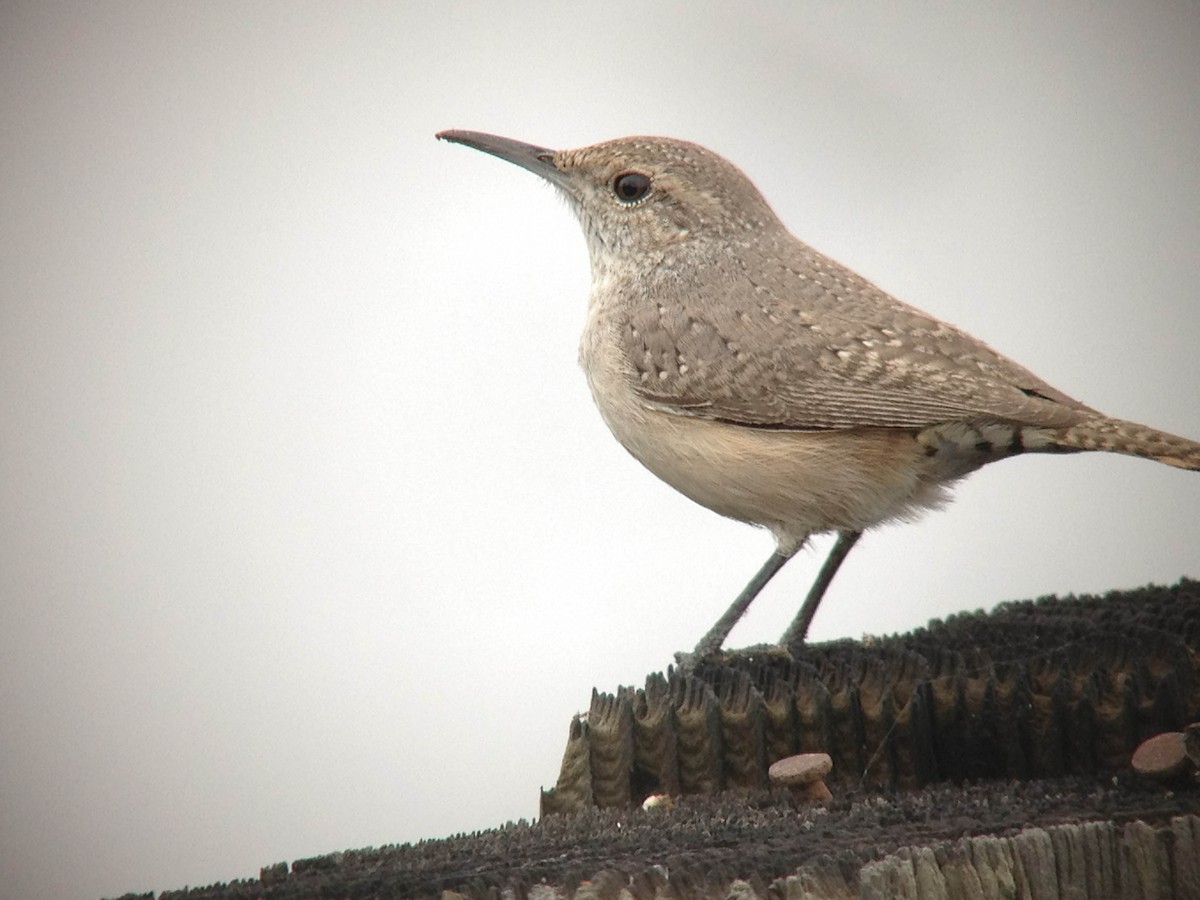 Rock Wren - ML133110151