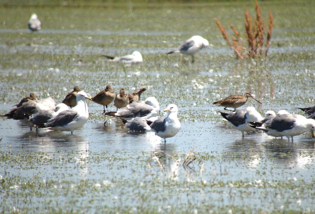 Marbled Godwit - ML133111441