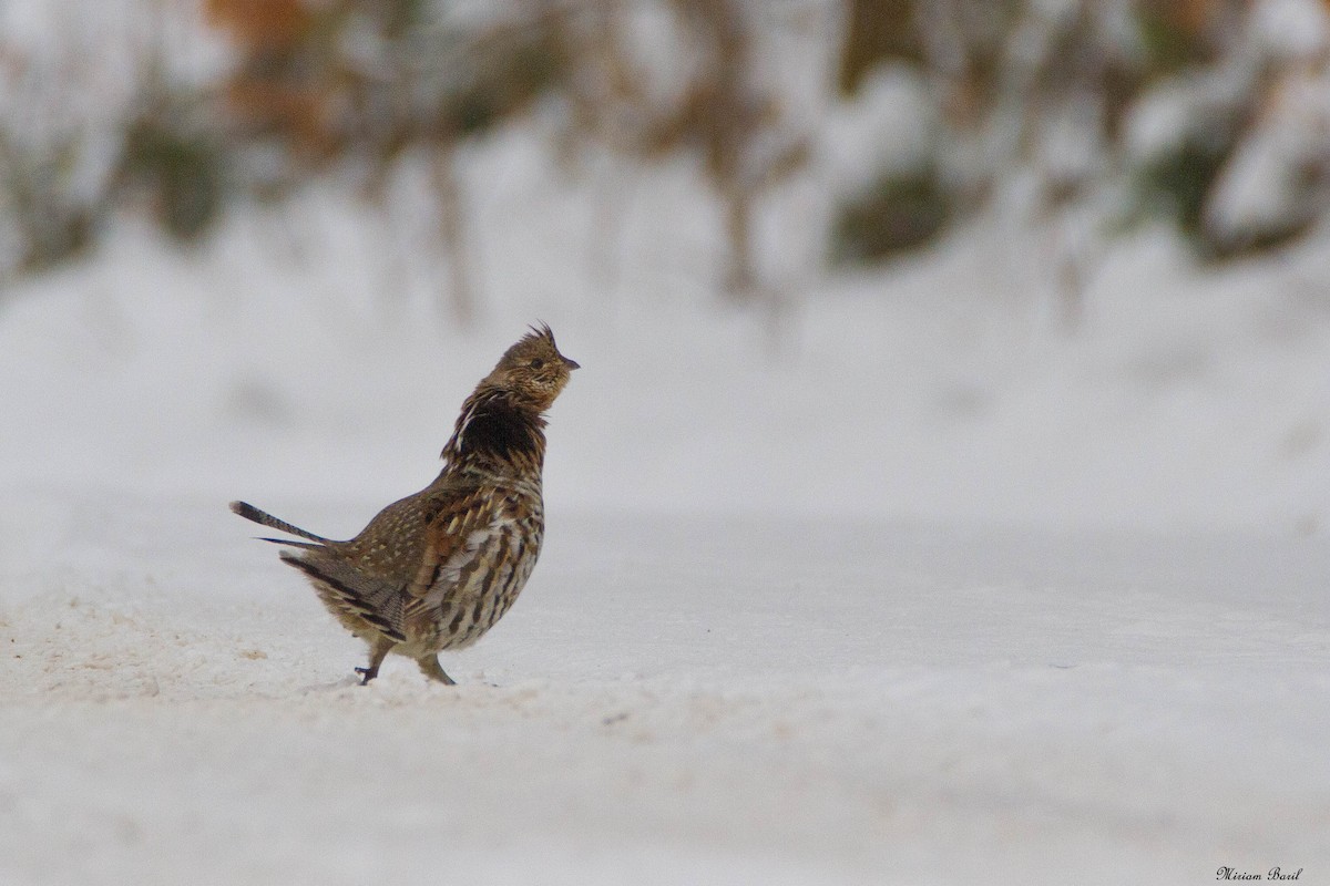 Ruffed Grouse - Miriam Baril