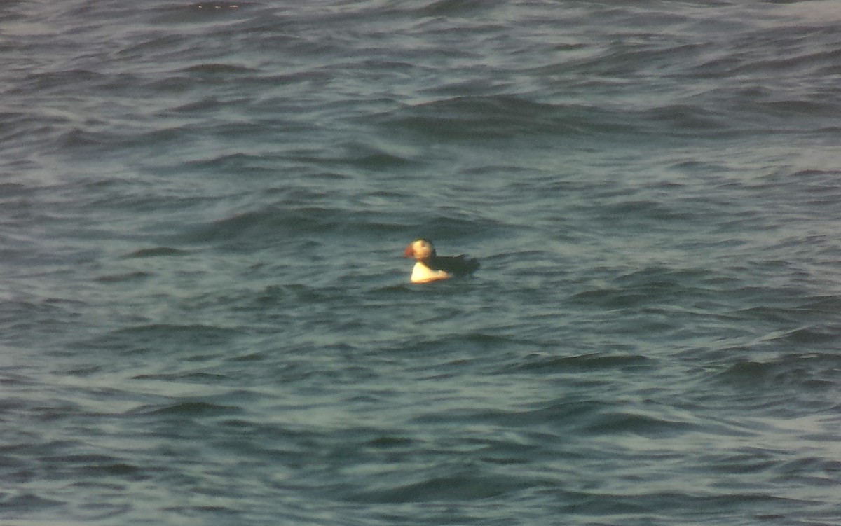 Atlantic Puffin - ML133114761