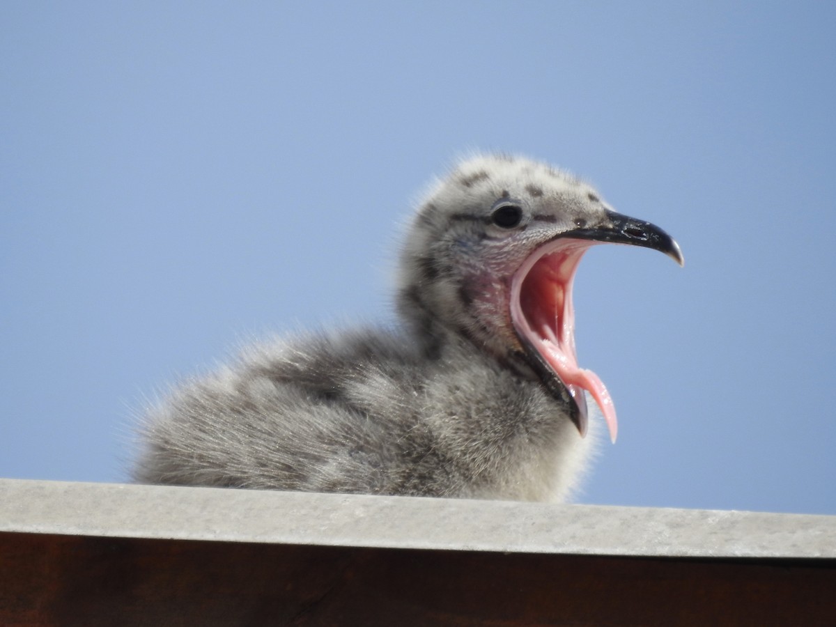 Kelp Gull - ML133114961