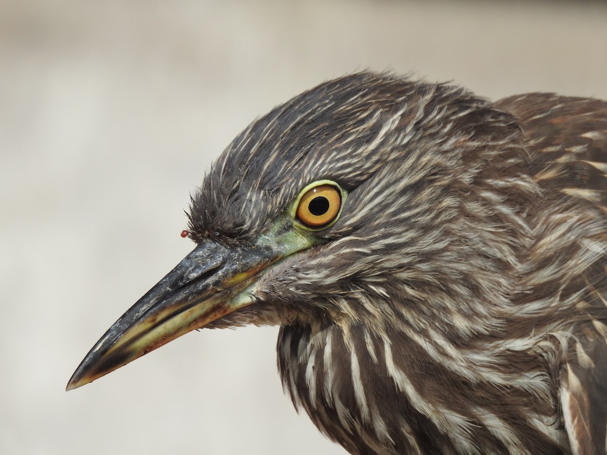Black-crowned Night Heron - ML133115771