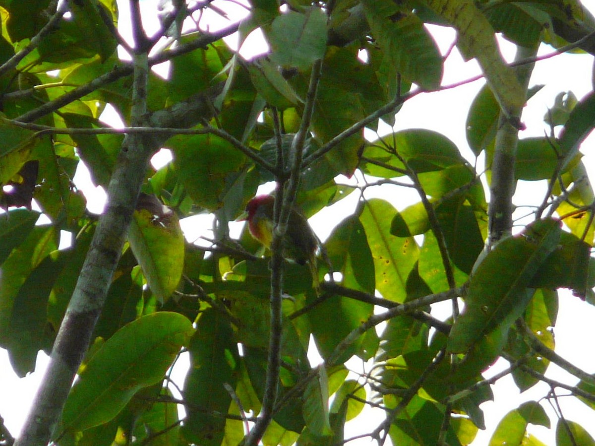 Scarlet-hooded Barbet - ML133115951