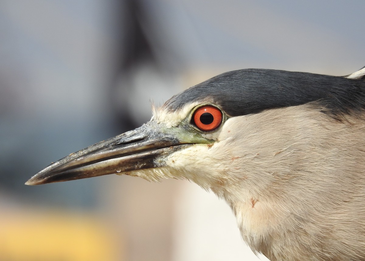 Black-crowned Night Heron - ML133116591