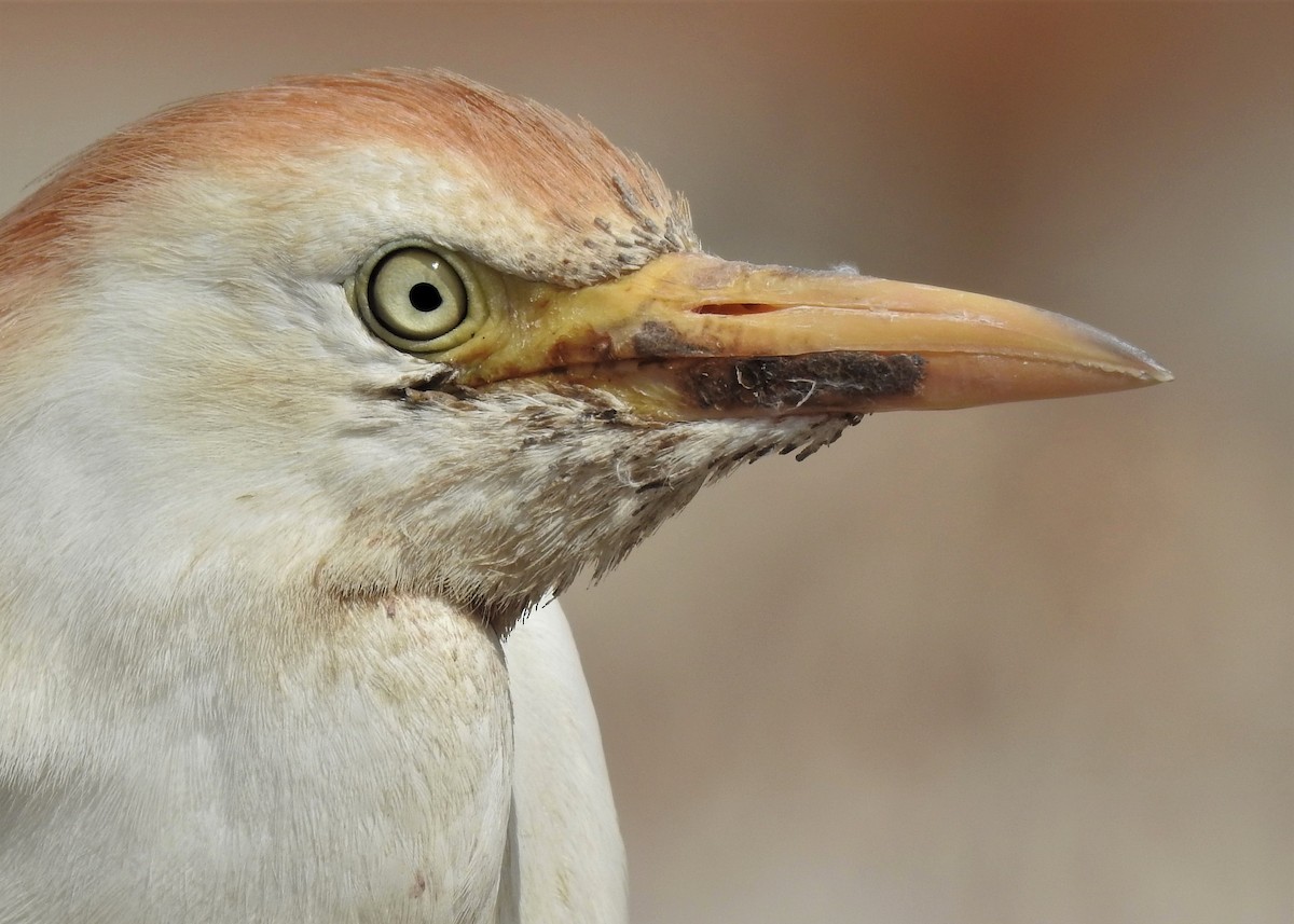 Western Cattle-Egret - ML133117131