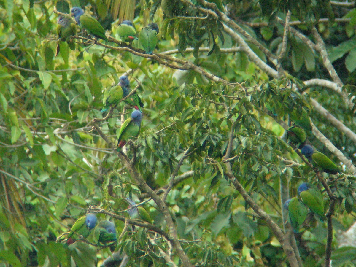 Blue-headed Parrot - ML133117441