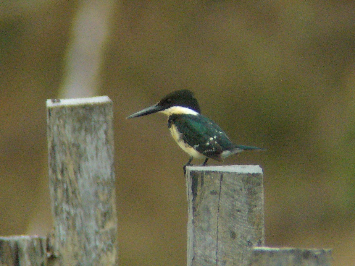 Green Kingfisher - Paul Suchanek