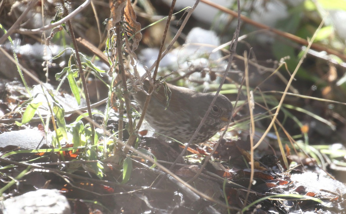 Fox Sparrow (Slate-colored) - ML133117961