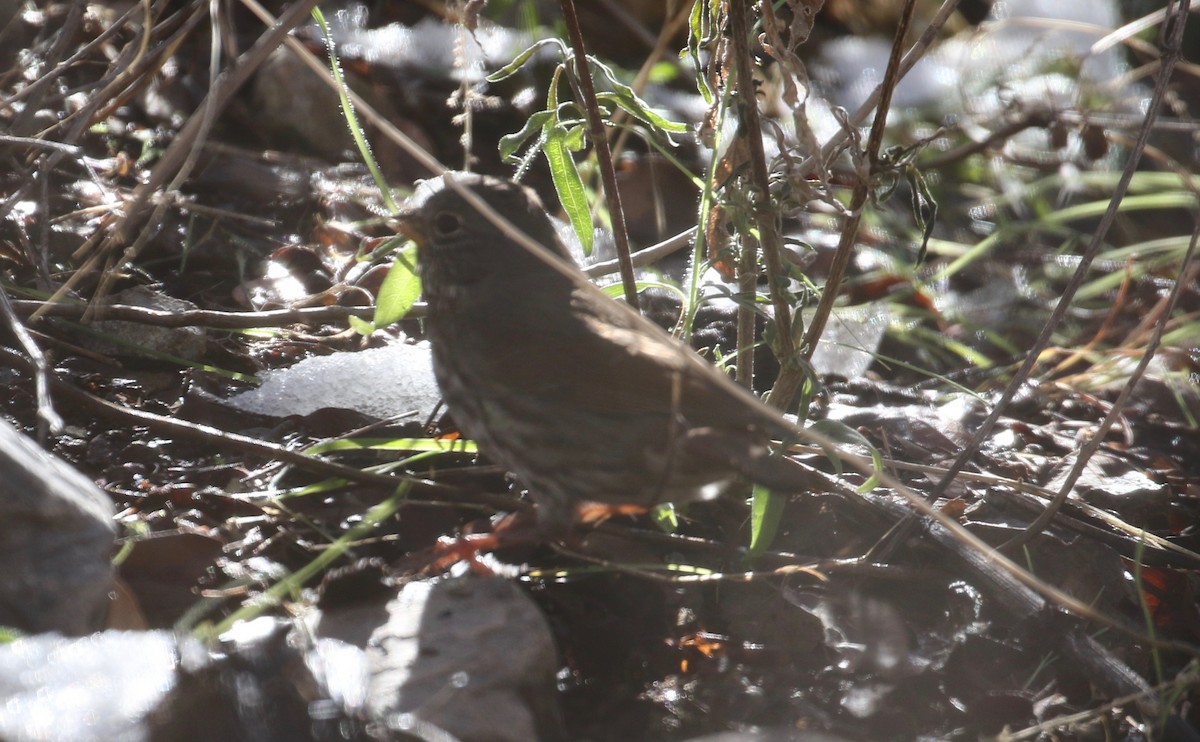 Fox Sparrow (Slate-colored) - ML133118171