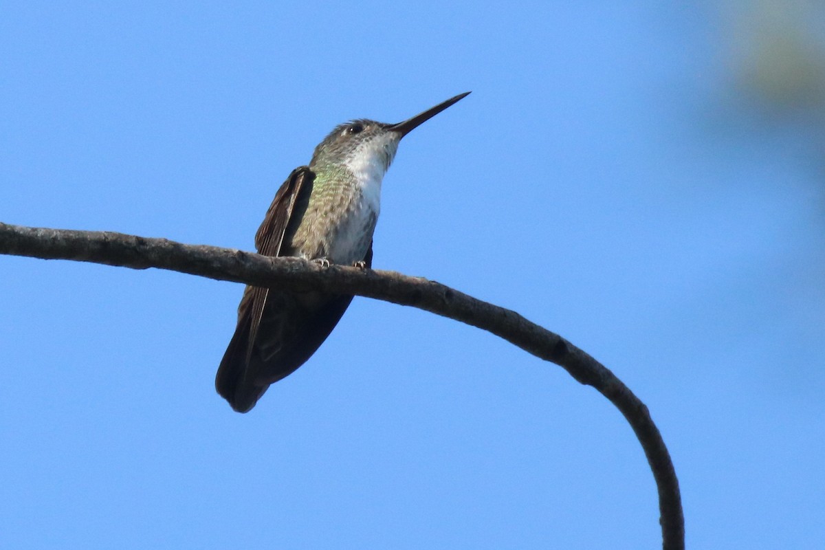 Azure-crowned Hummingbird - ML133118271