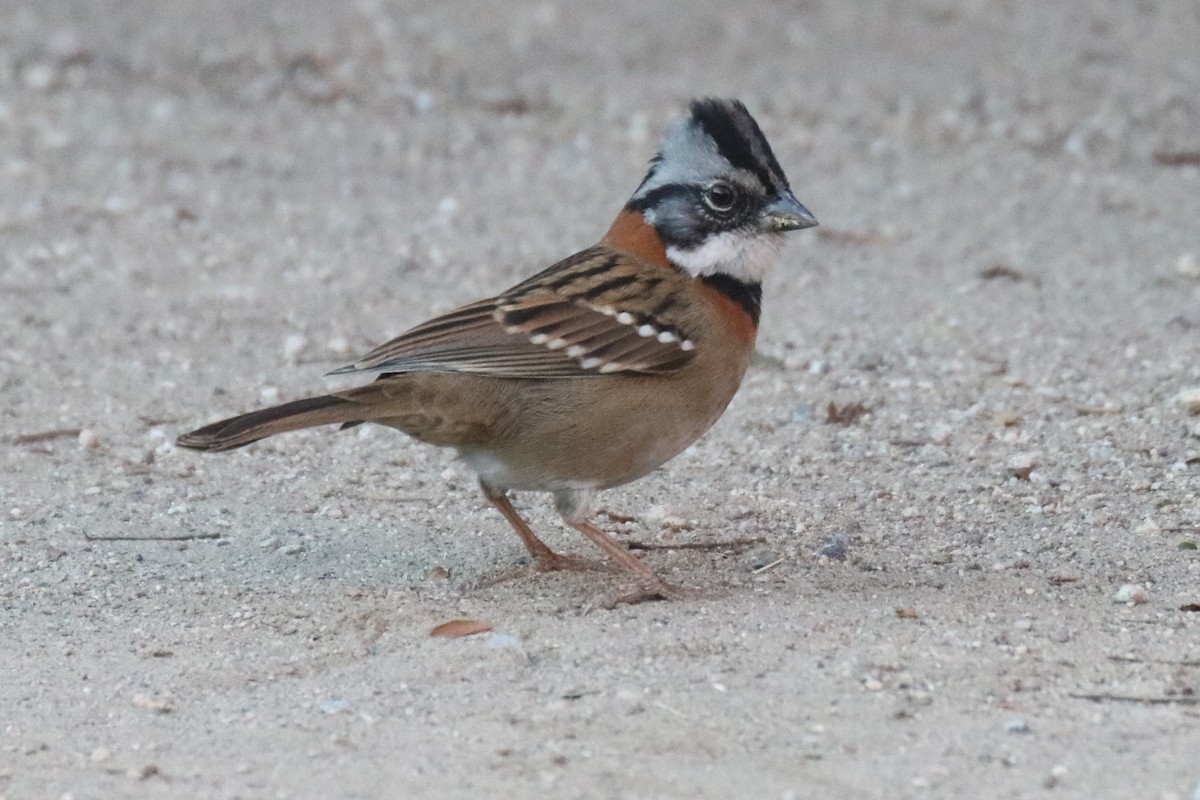Rufous-collared Sparrow - ML133118341