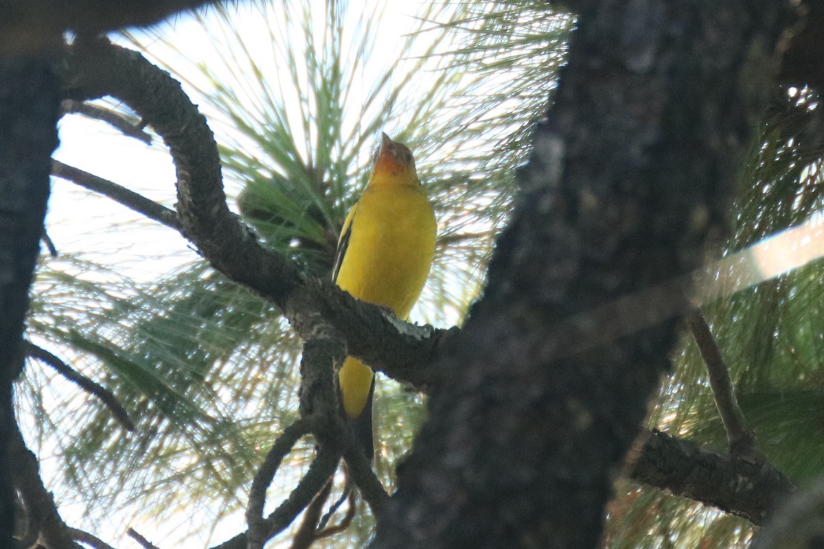 Western Tanager - ML133118361