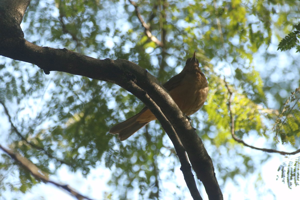 Clay-colored Thrush - ML133118411