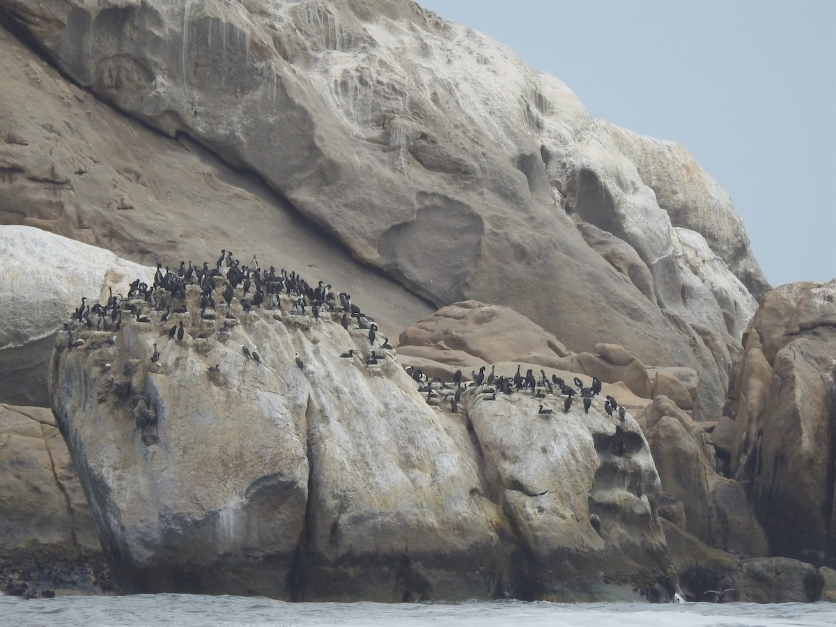 Guanay Cormorant - ML133119201
