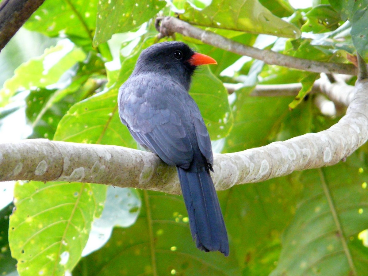 Black-fronted Nunbird - ML133119481