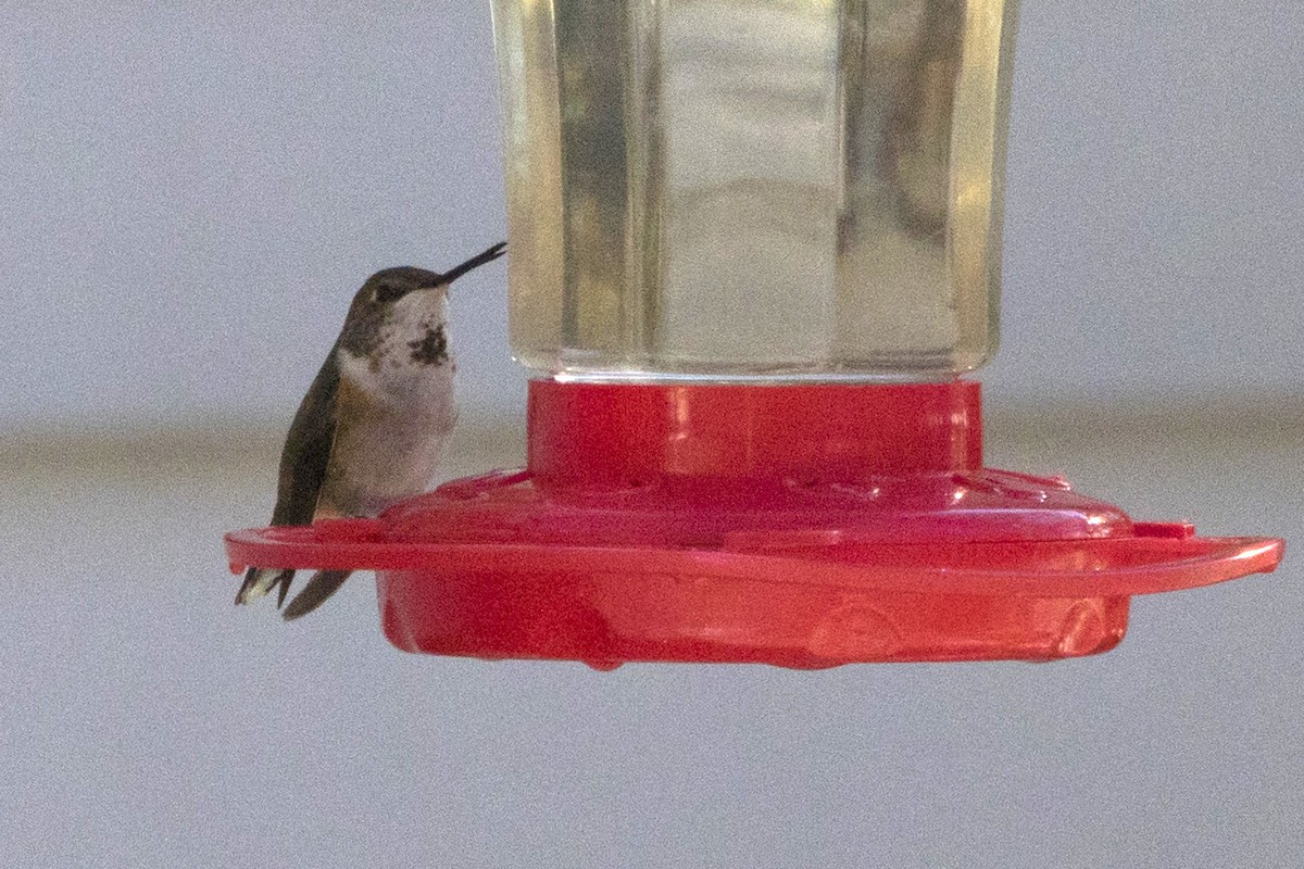 Rufous Hummingbird - ML133119681