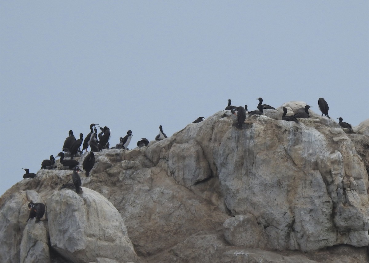 Guanay Cormorant - ML133119791