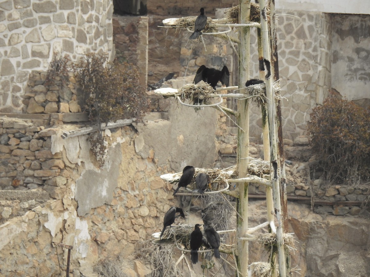 Neotropic Cormorant - ML133120511
